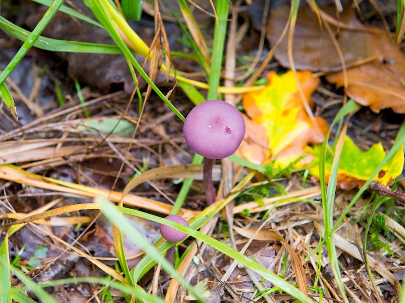 Egin Ogwen