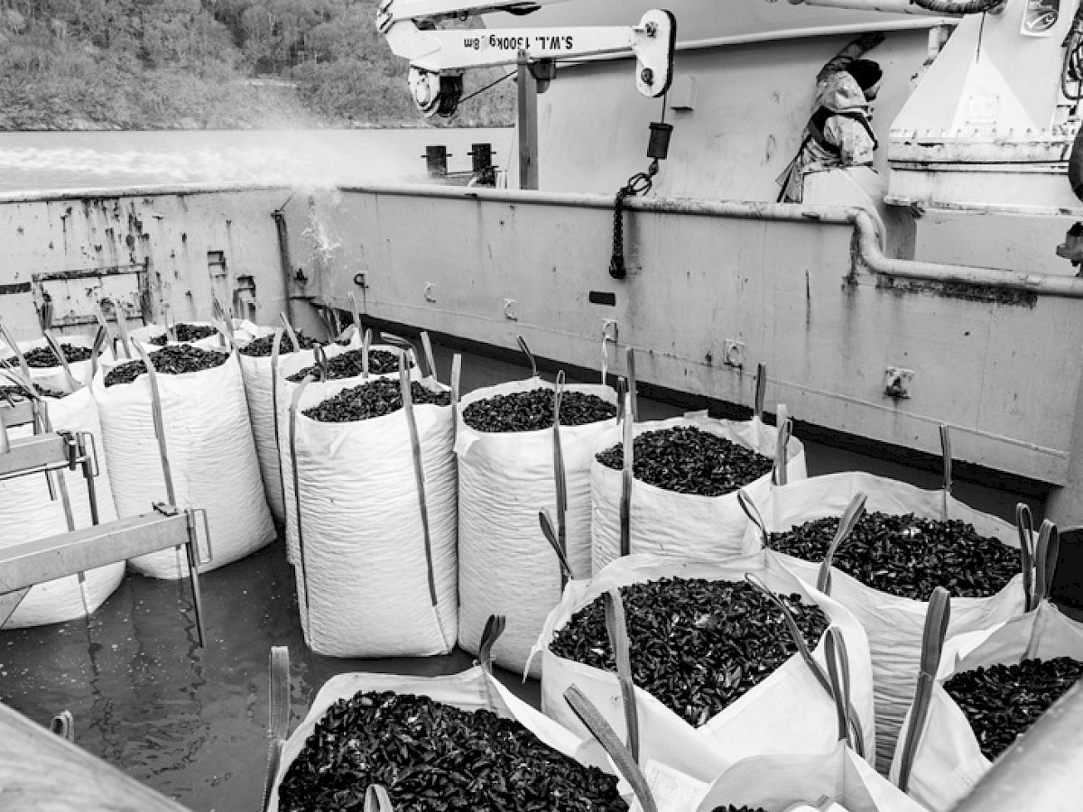 The Menai Seafood Company