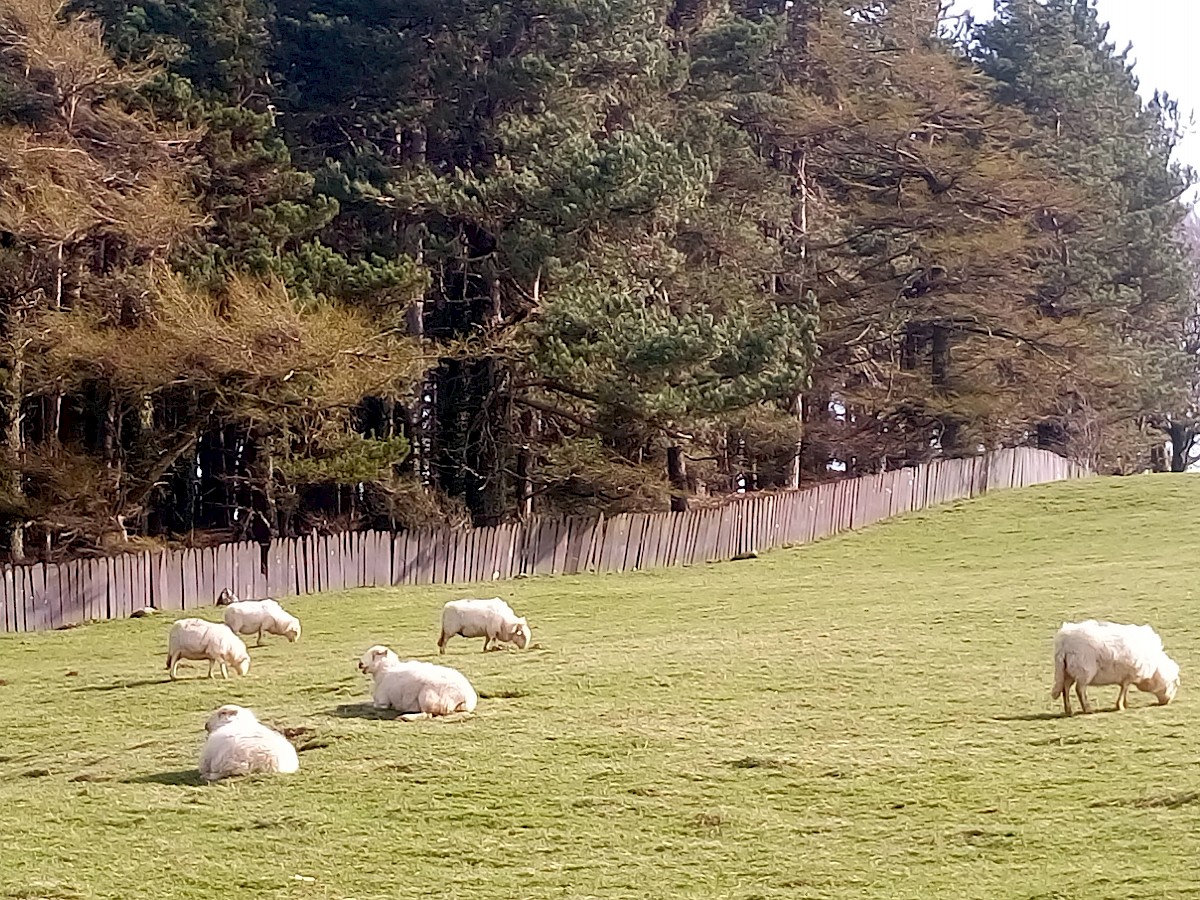 Llanllechid