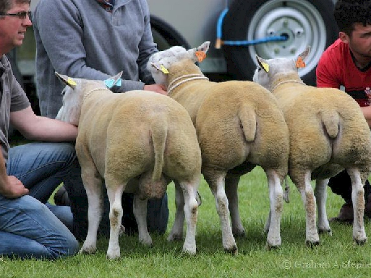 Dyffryn Ogwen Argricultural Show