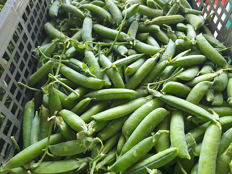 Pantri Pesda